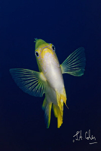 Damsel Fish by Julian Cohen 